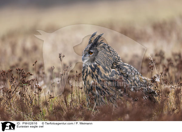 Eurasian eagle owl / PW-02616