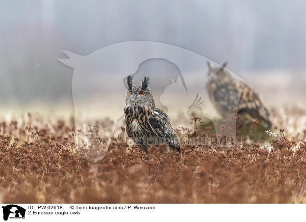 2 Eurasian eagle owls / PW-02618