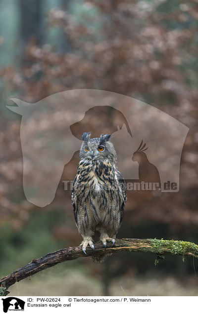 Eurasian eagle owl / PW-02624