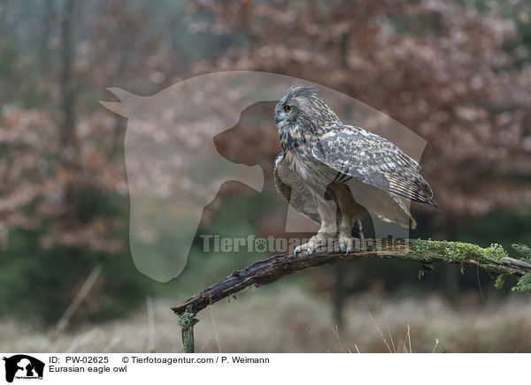 Eurasian eagle owl / PW-02625