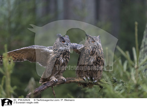 2 Eurasian eagle owls / PW-02629