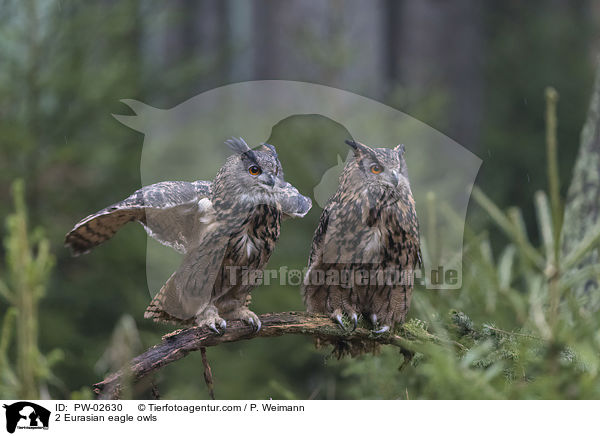 2 Eurasian eagle owls / PW-02630
