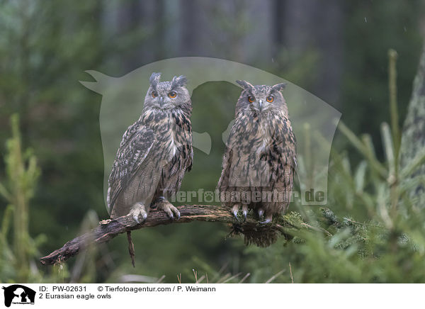 2 Eurasian eagle owls / PW-02631
