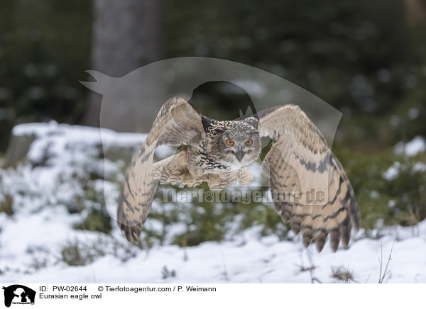 Eurasian eagle owl / PW-02644