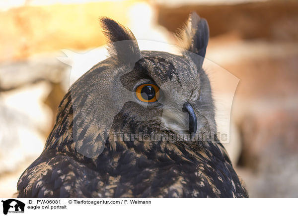 eagle owl portrait / PW-06081