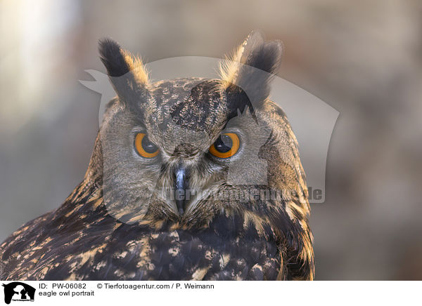 eagle owl portrait / PW-06082
