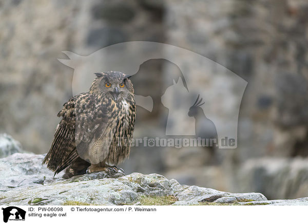 sitting eagle owl / PW-06098
