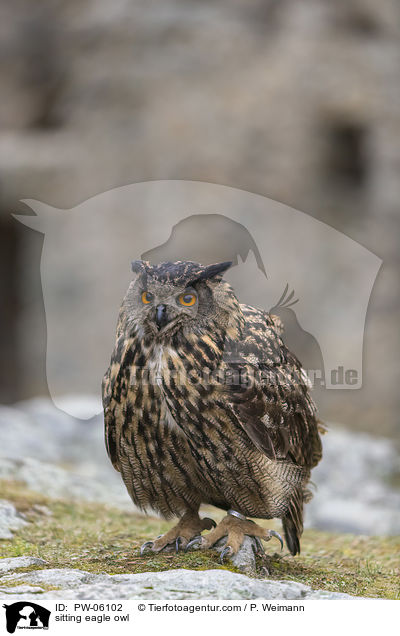 sitting eagle owl / PW-06102