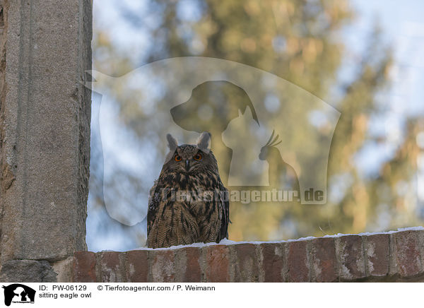 sitting eagle owl / PW-06129