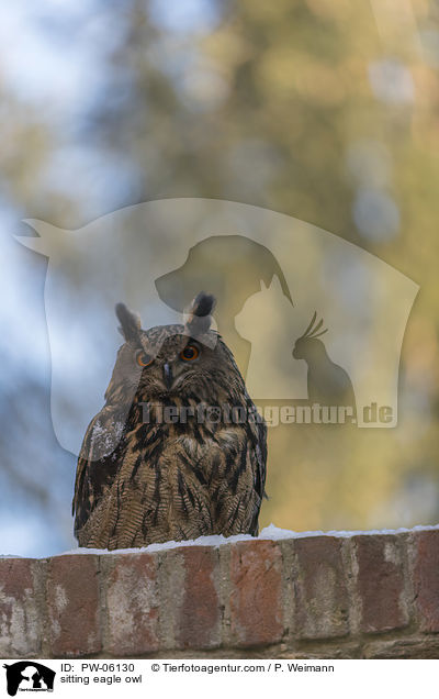 sitting eagle owl / PW-06130