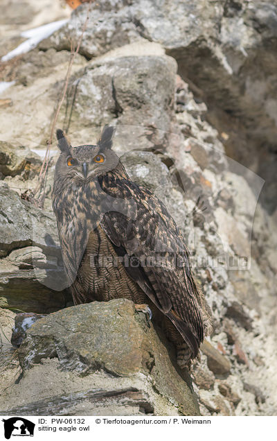 sitting eagle owl / PW-06132