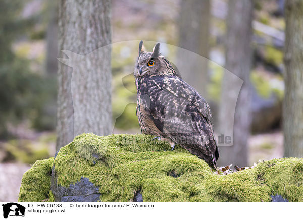 sitting eagle owl / PW-06138