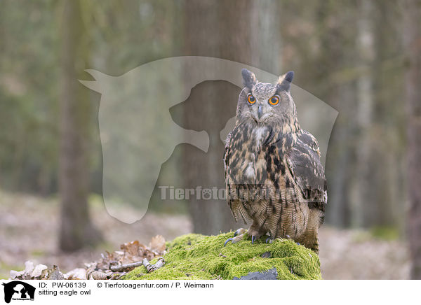 sitting eagle owl / PW-06139