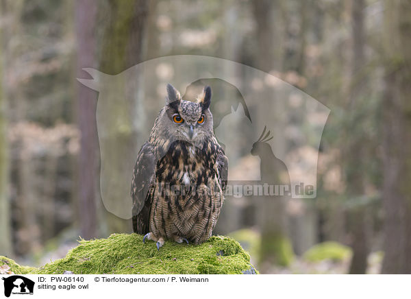 sitting eagle owl / PW-06140