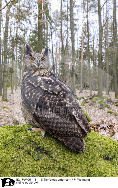 sitting eagle owl / PW-06144