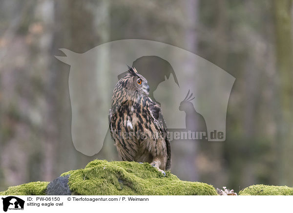 sitting eagle owl / PW-06150
