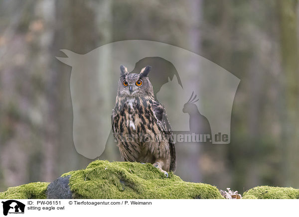 sitting eagle owl / PW-06151