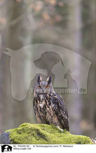 sitting eagle owl / PW-06152