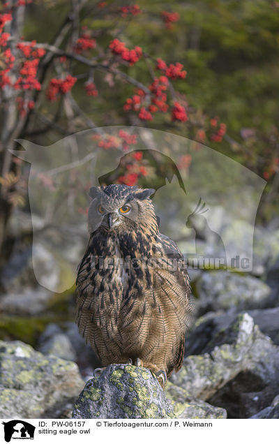 sitting eagle owl / PW-06157
