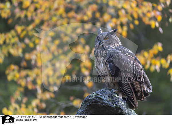 sitting eagle owl / PW-06159
