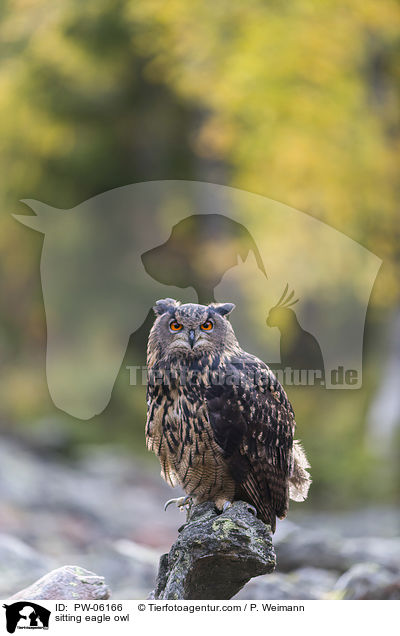 sitting eagle owl / PW-06166