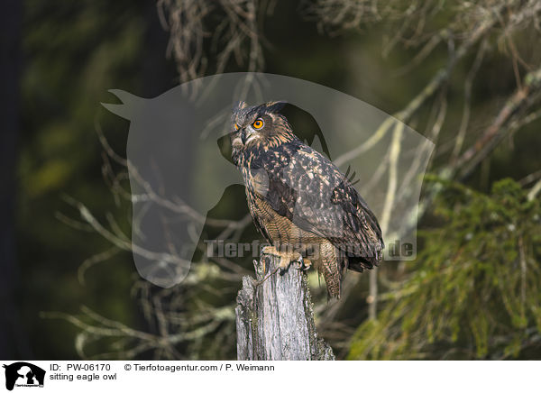 sitting eagle owl / PW-06170