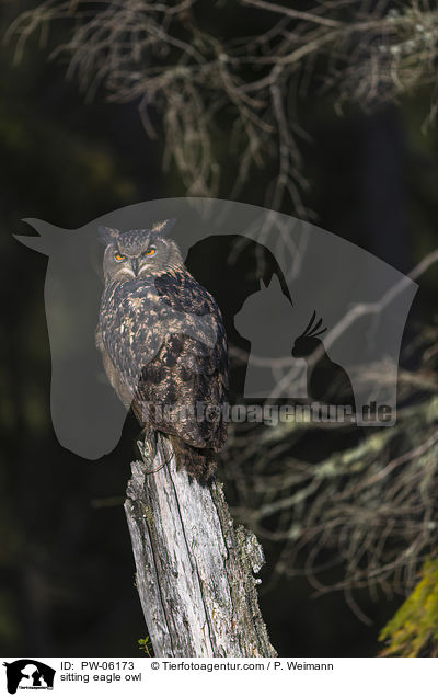 sitting eagle owl / PW-06173