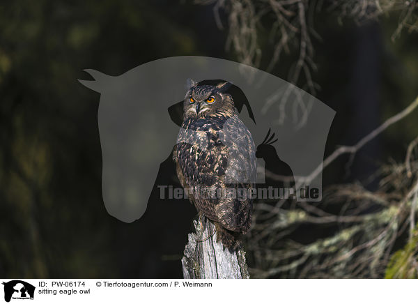 sitting eagle owl / PW-06174