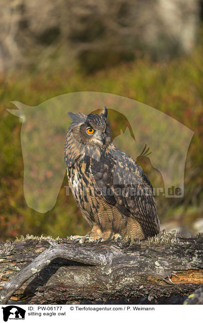 sitting eagle owl / PW-06177