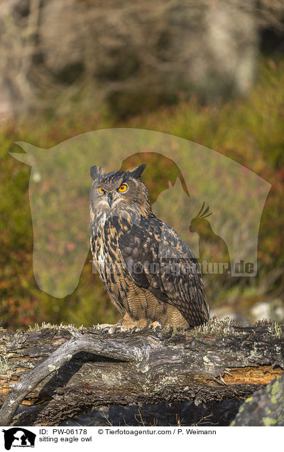 sitting eagle owl / PW-06178