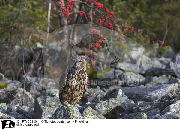 sitting eagle owl / PW-06180