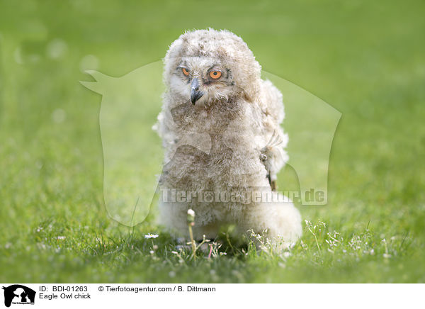 Eagle Owl chick / BDI-01263