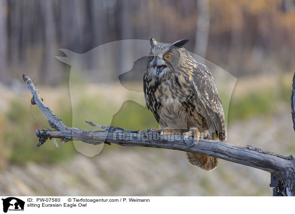sitting Eurasian Eagle Owl / PW-07580