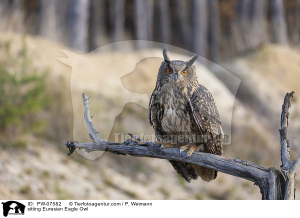 sitting Eurasian Eagle Owl / PW-07582