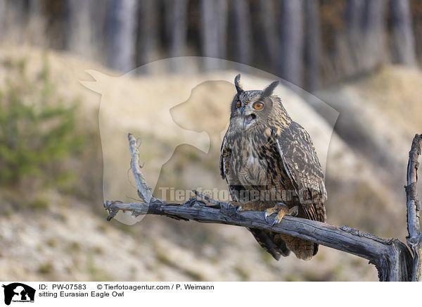 sitting Eurasian Eagle Owl / PW-07583