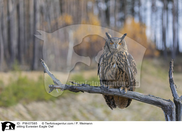 sitting Eurasian Eagle Owl / PW-07585