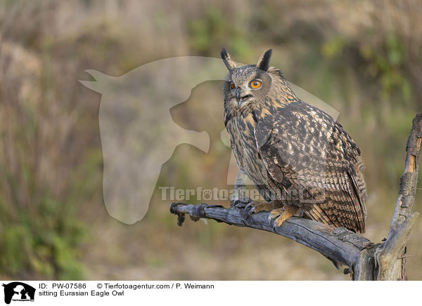 sitting Eurasian Eagle Owl / PW-07586