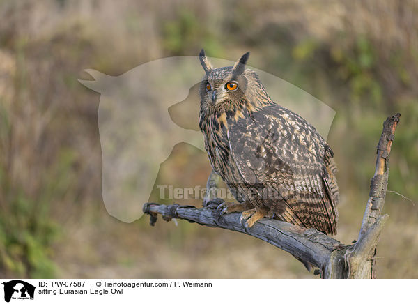 sitting Eurasian Eagle Owl / PW-07587