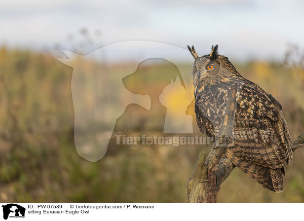 sitting Eurasian Eagle Owl / PW-07589
