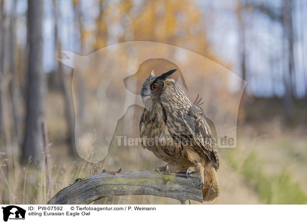 sitting Eurasian Eagle Owl / PW-07592