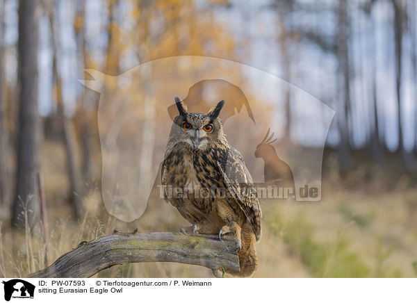 sitting Eurasian Eagle Owl / PW-07593