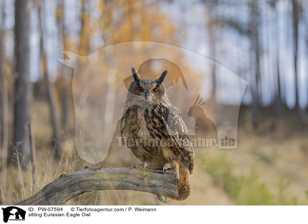 sitting Eurasian Eagle Owl / PW-07594