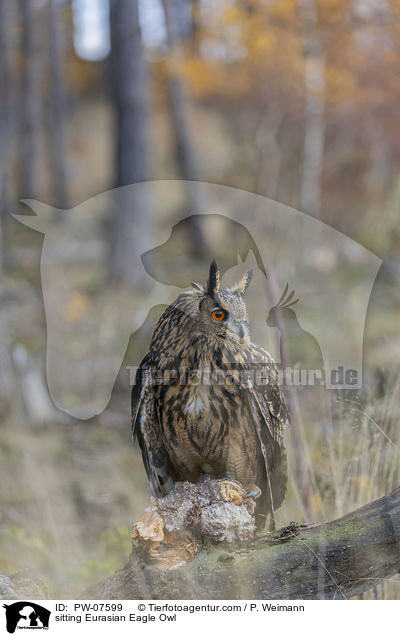 sitting Eurasian Eagle Owl / PW-07599