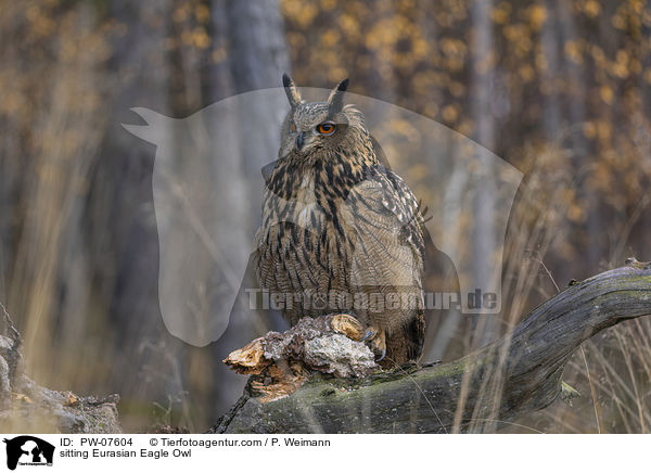 sitting Eurasian Eagle Owl / PW-07604