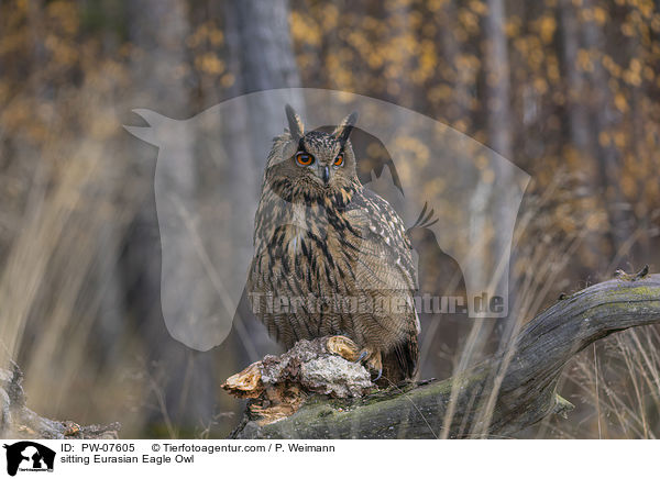sitting Eurasian Eagle Owl / PW-07605