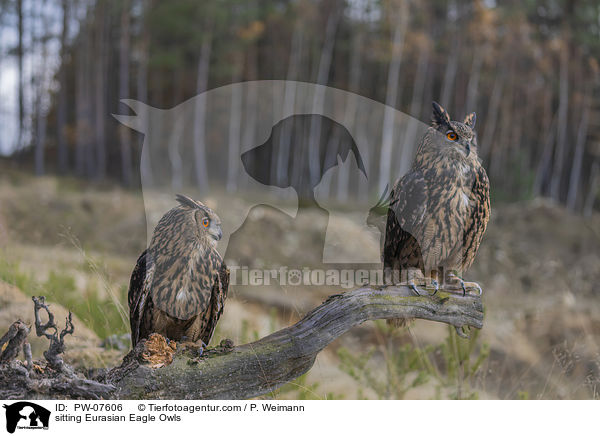 sitting Eurasian Eagle Owls / PW-07606