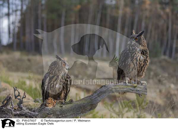 sitting Eurasian Eagle Owls / PW-07607