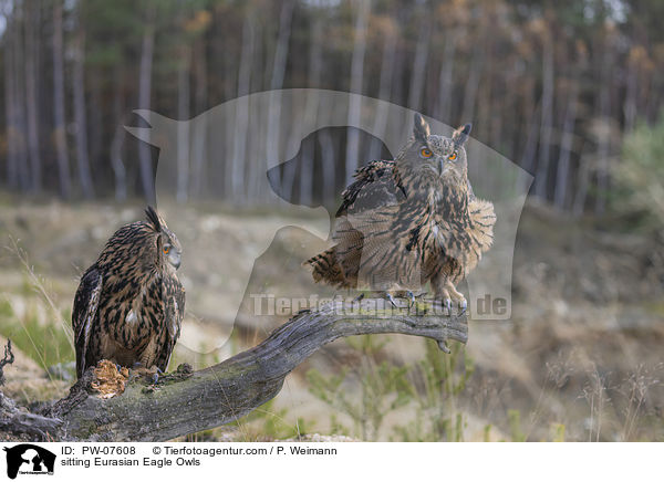 sitting Eurasian Eagle Owls / PW-07608