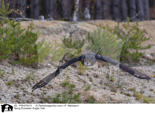 flying Eurasian Eagle Owl / PW-07613