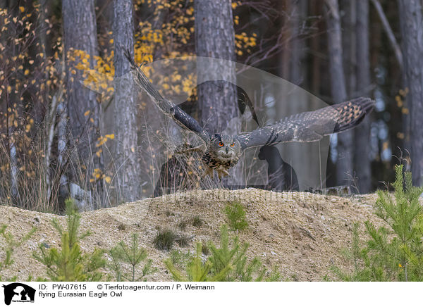 flying Eurasian Eagle Owl / PW-07615